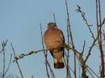 FZ011944 Woodpigeon (Columba palumbus) in morning sun.jpg